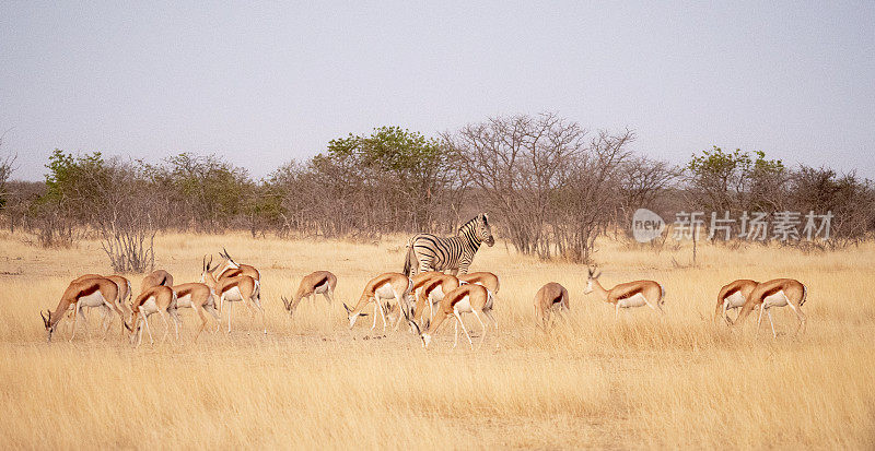 Impala's en een steppenzebra in het Etosha Nationaal Park in Namibië